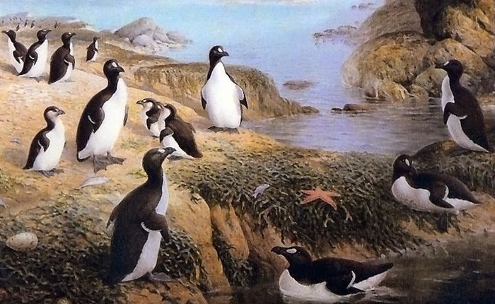 Bắc Cực cũng có "chim cánh cụt", vậy giờ chúng đang ở đâu?