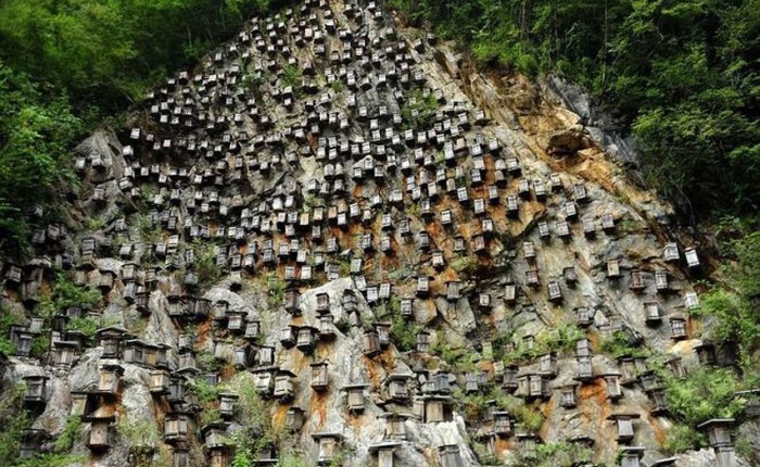 Độc đáo khu bảo tồn ong hoang dã trên vách núi ở Trung Quốc