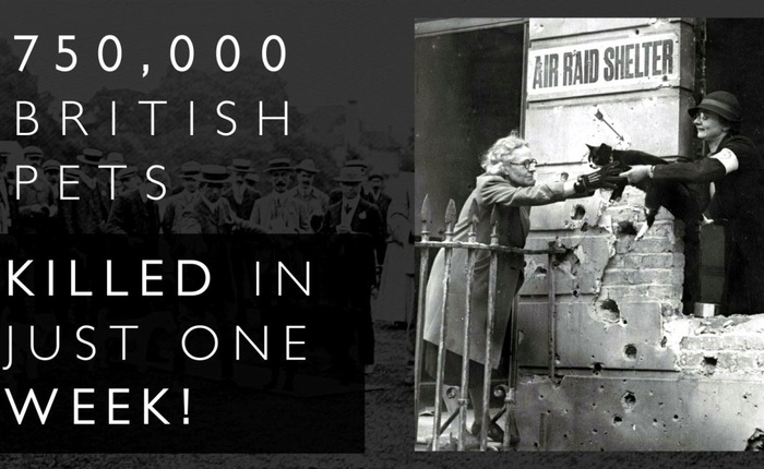 Kinh hoàng vụ thảm sát vật nuôi năm 1939 ở Anh: 750.000 thú cưng bị "hóa kiếp" chỉ trong 1 tuần