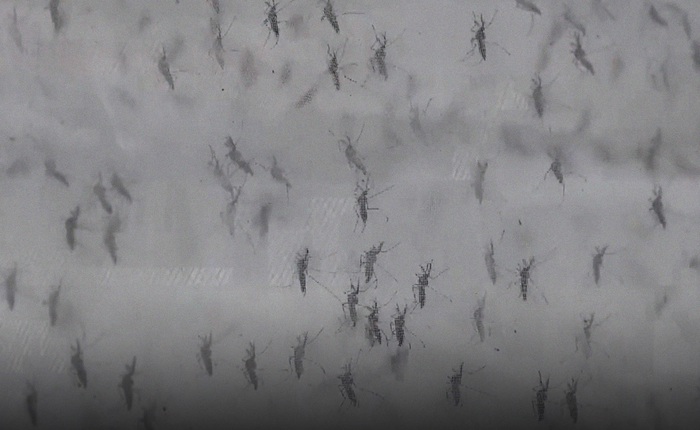 Trung Quốc thả hàng triệu con muỗi được nuôi trong phòng thí nghiệm ra môi trường mỗi ngày