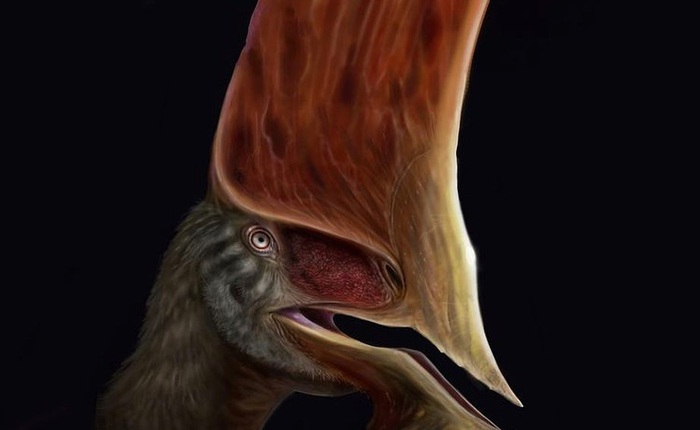 Chán bắt ma túy, cánh sát Brazil chuyển sang "săn" hóa thạch rồi phát hiện ra loài khủng long bay có vẻ ngoài kỳ dị như động vật trên hành tinh Pandora