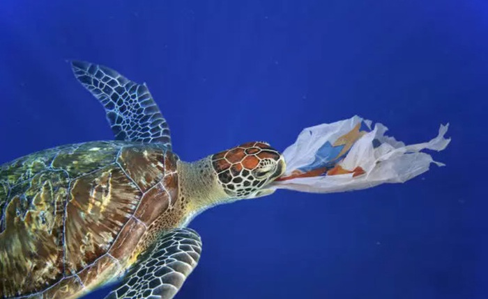 Báo động tình trạng rùa biển con đang nuốt phải rác thải nhựa ngày càng nhiều