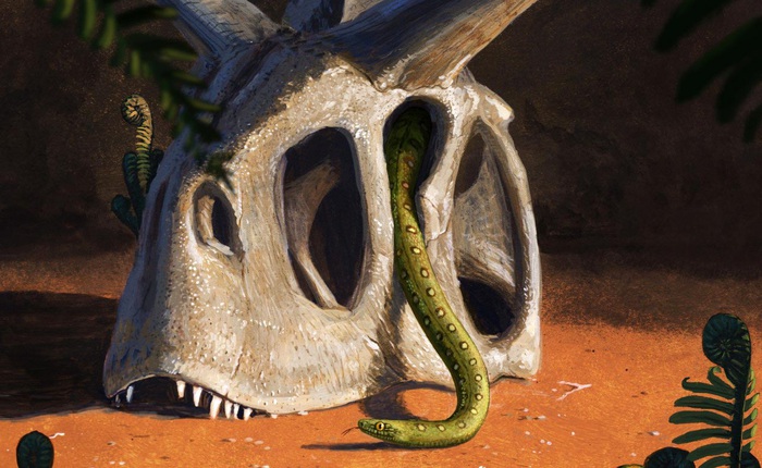 "Qua mặt" khủng long và thiên thạch hơn 60 triệu năm trước, loài rắn vẫn sống đến ngày nay như thế nào?