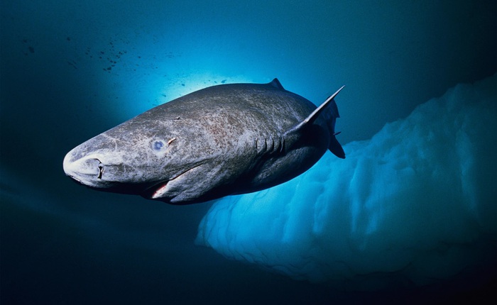 Loài cá mập thọ nhất thế giới: sống trăm năm mà vẫn chưa đến tuổi dậy thì!