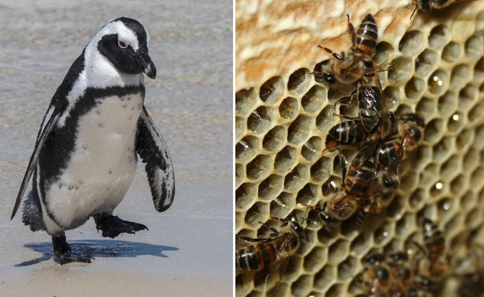 Chọc phải bầy ong mật, 63 con chim cánh cụt bị đốt chết