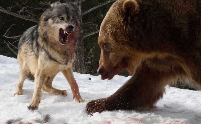 Các nhà khoa học lần đầu ghi nhận cảnh tượng chó sói "dàn cảnh" để bắt gấu nâu