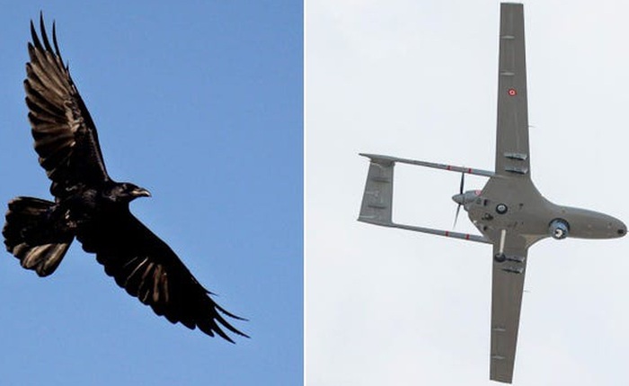 Dịch vụ giao hàng bằng drone của Google 'thất thủ' trước một bầy quạ