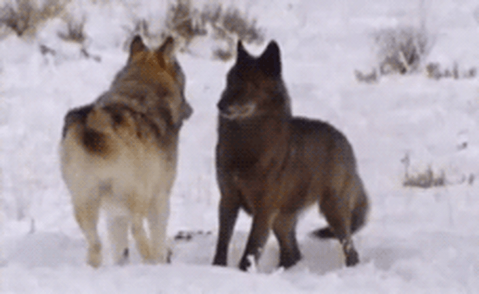 Chó vẫy đuôi thì rất dễ thương, nhưng sói vẫy đuôi thì có ý nghĩa gì?