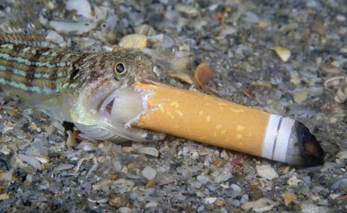 Bức ảnh "Cá hút thuốc" gây tranh cãi đoạt giải thưởng Nhiếp ảnh Đại dương