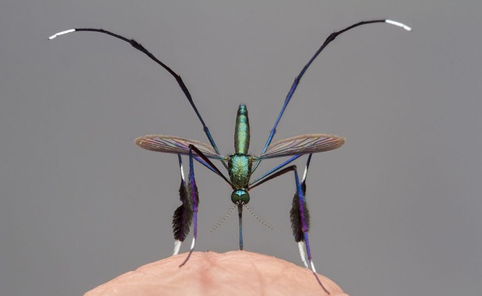 Đây là loài muỗi đẹp nhất thế giới, liệu có xứng đáng để mang giọt máu của bạn?