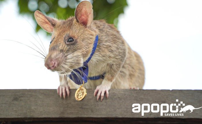 Chú chuột dò mìn anh hùng ở Campuchia đã qua đời ở tuổi 8