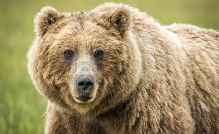 Biến đổi khí hậu khiến sư tử và gấu cổ đại tuyệt chủng?