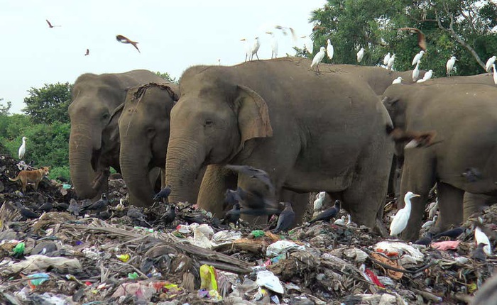 Những con voi được tìm thấy đã chết với cái bụng đầy nhựa tại một bãi rác ở Sri Lanka