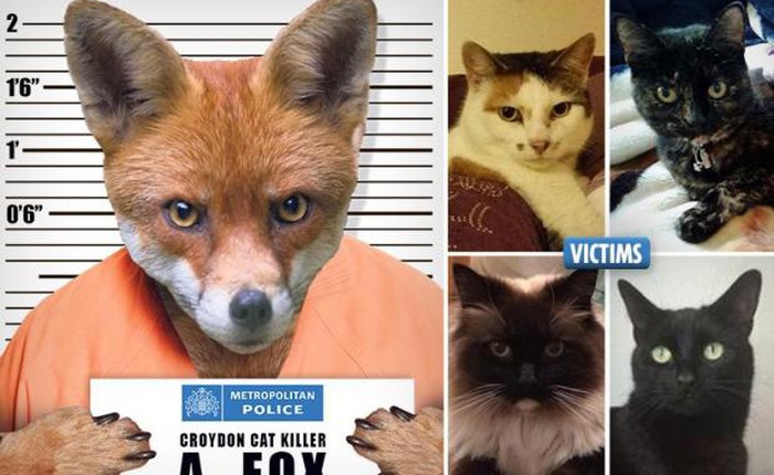 Bí ẩn "kẻ giết mèo" gây náo động London - "kẻ" giết hàng trăm con mèo khắp London vừa được xác định