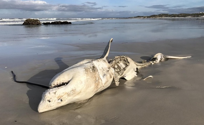 Kỳ án đại dương ở Nam Phi: Xác cá mập chết liên tục dạt vào bờ biển, tất cả đều bị móc mất lá gan