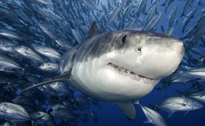 Loài cá mập, sinh vật hung dữ nhất đại dương hiện đang trên đà tuyệt chủng!