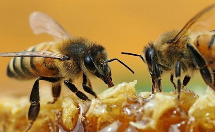 'Hợp tác' cùng nhau mở nắp chai nước ngọt: Video minh chứng cho trí thông minh bất ngờ của loài ong