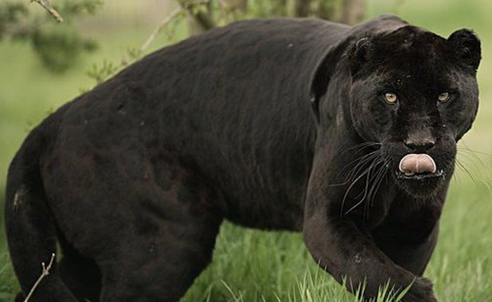 Những sự thật bất ngờ về Black Panther - báo đen!