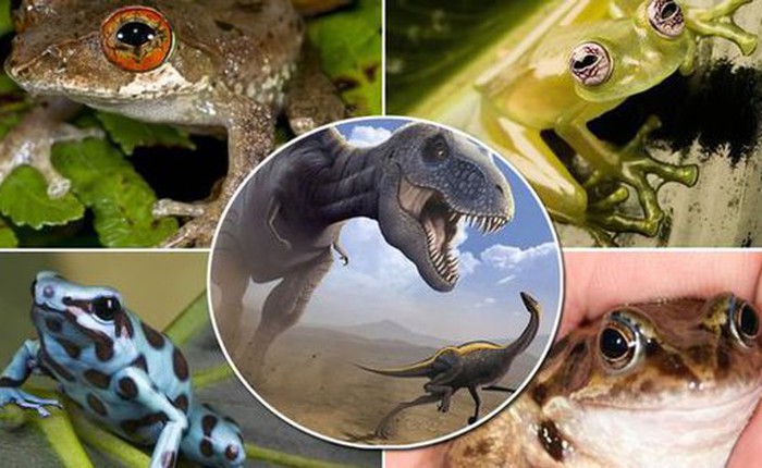 Tại sao loài ếch có thể sống sót sau khi tiểu hành tinh quét sạch sự sống của loài khủng long?