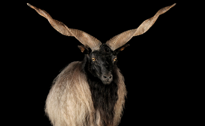 Cừu Racka có bộ lông siêu dày và cặp sừng xoắn ốc kỳ lạ