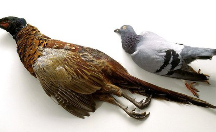 Loài chim bồ câu khổng lồ bất ngờ xuất hiện sau 140 năm 'mất tích'