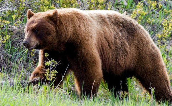 Nghiên cứu cho thấy gấu đen Mỹ đang tiến hóa để có bộ lông màu nâu đỏ