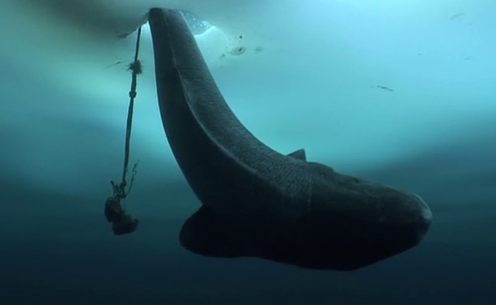 Cá mập Greenland: Một sinh vật bí ẩn và hấp dẫn đại dương