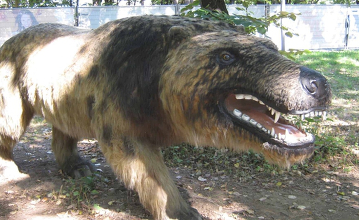 Andrewsarchus: Một trong những loài thú ăn thịt đáng sợ nhất từng tồn tại