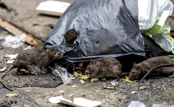 Thành phố New York đăng tin tuyển ‘dũng sĩ diệt chuột’, bằng đại học là yêu cầu tối thiểu, thu nhập lên tới 170.000 USD