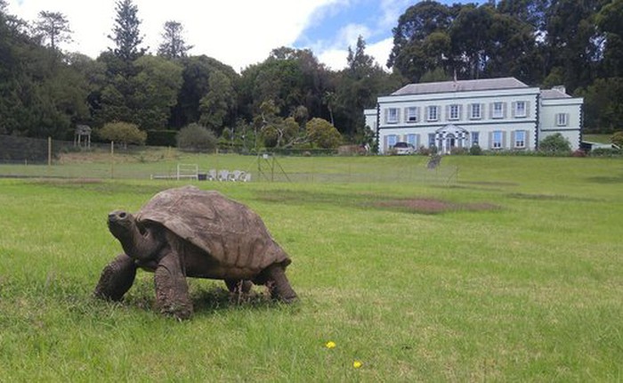 Con rùa già nhất thế giới vừa bước sang tuổi 190