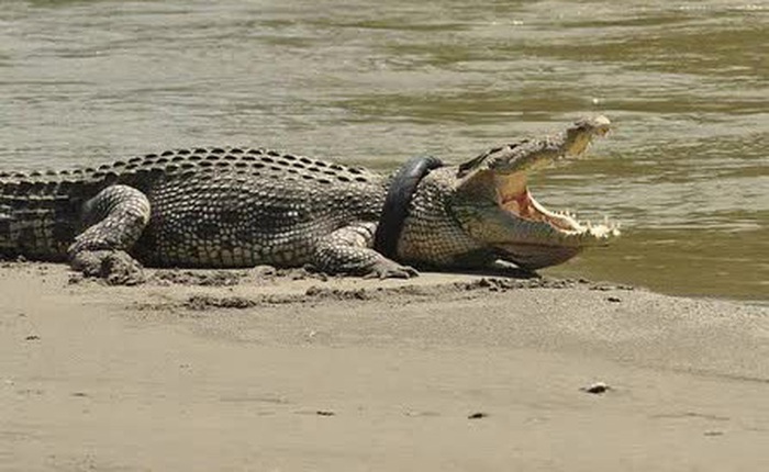 Giải cứu thành công con cá sấu dài 4 mét đeo lốp cao su trên cổ suốt 6 năm ròng