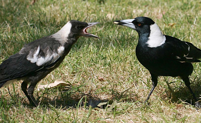 Những con chim ác là giúp nhau loại bỏ thiết bị theo dõi, khiến các nhà khoa học sửng sốt