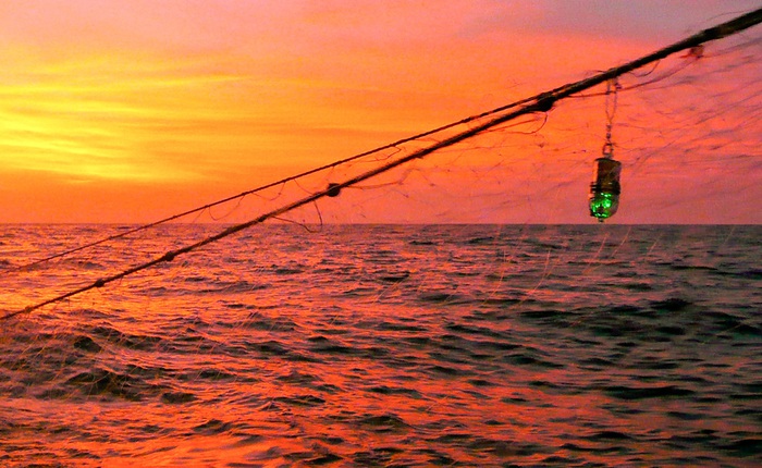 Sáng kiến đơn giản của các nhà khoa học Mỹ có thể cứu sống nhiều sinh vật biển vô tình vướng vào lưới