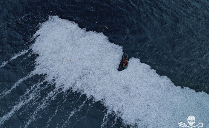 100.000 con cá vừa chết thảm trên Đại Tây Dương, xác nổi trắng vùng biển rộng 3.000 mét vuông