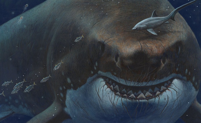 Các nhà khoa học xác nhận họ chẳng biết siêu cá mập Megalodon thật sự trông như thế nào