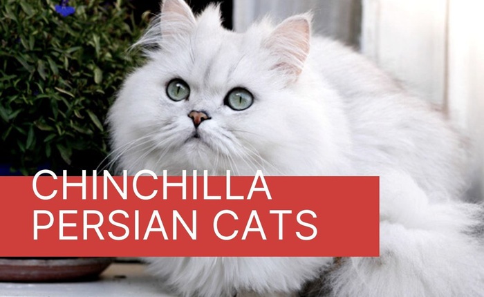 Chinchilla - Loài mèo có đôi mắt to nhất thế giới