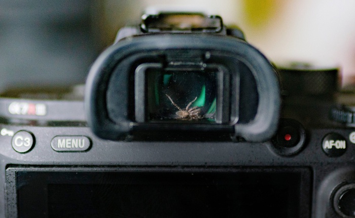 Nhiếp ảnh gia phát hiện con nhện sống trong khung ngắm camera, quyết định "làm bạn" với nó
