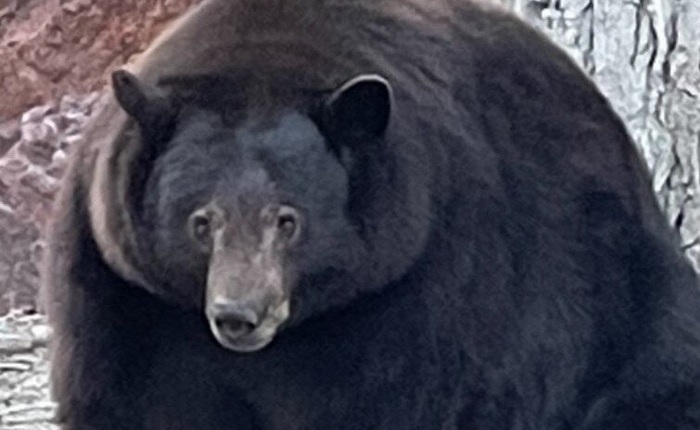 Một con gấu Mỹ liên tục đột nhập nhà dân, ăn thức ăn thừa đến nỗi béo ú, quên cả về ngủ đông
