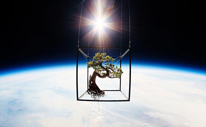 Azuma Makoto, người tiên phong trong dự án đưa cây ra ngoài vũ trụ