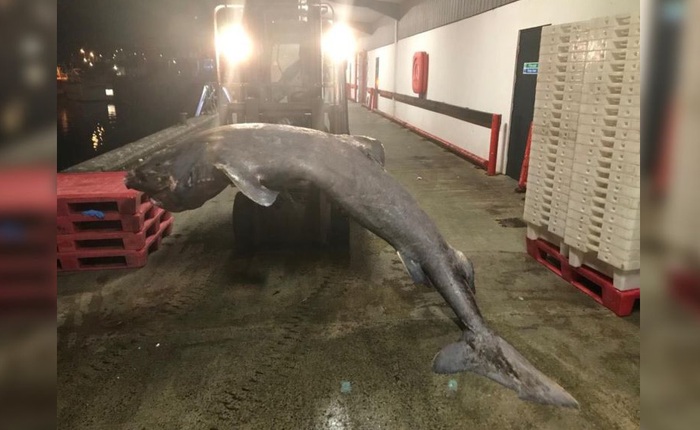 Cá mập Greenland 100 tuổi dài 4m trôi dạt vào bờ biển Anh