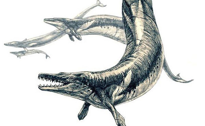 Hóa thạch 36 triệu năm tuổi của tổ tiên cá voi dưới sa mạc Peru, sống dưới nước mà vẫn còn dấu vết chi sau
