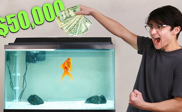 'Đánh' chứng khoán theo cá vàng, lập trình viên lãi hơn 1.000 USD
