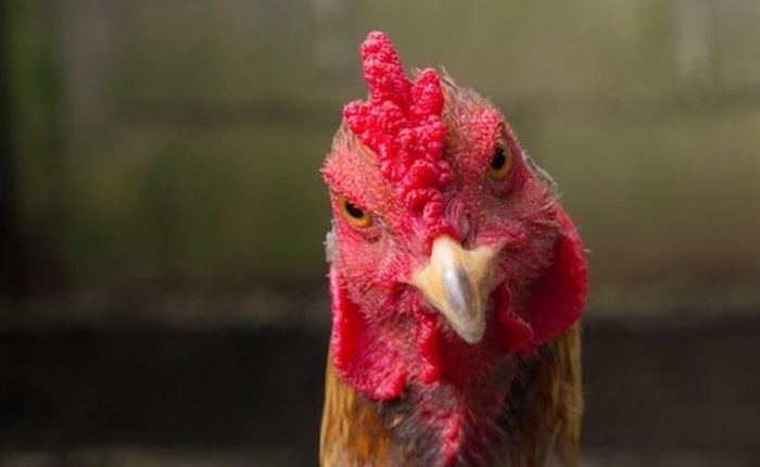 Tại sao gà mái bắt chước tiếng gáy của gà trống bị coi là 'điềm dữ', thường bị bắt giết?