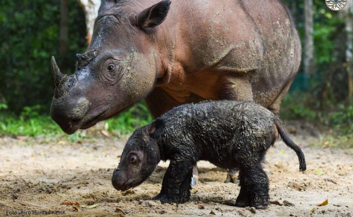 Thế giới vừa chào đón một bé tê giác Sumatra cực kỳ quý hiếm chào đời một cách kỳ diệu