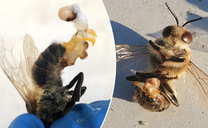 Những đàn ong đực này đã cố "tự sướng" một lần cuối cùng trước khi chết vì nắng nóng