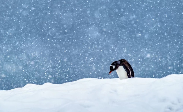 Nhiệt độ và sự biến đổi khí hậu ở Nam Cực ngày càng đáng quan ngại