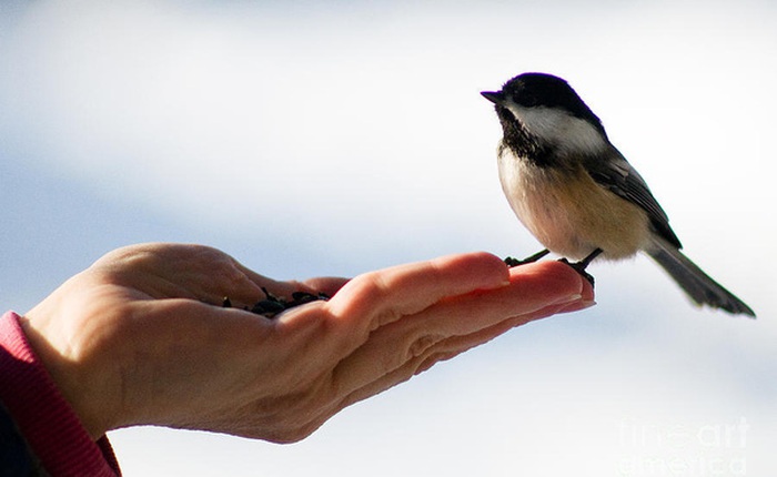 Nghiên cứu khiến cả nhân loại phải lo lắng: Kích thước các loài chim ngày càng bé