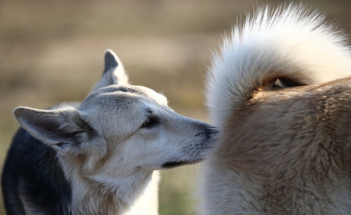 Tầm quan trọng của đuôi đối với loài chó dưới cái nhìn của khoa học