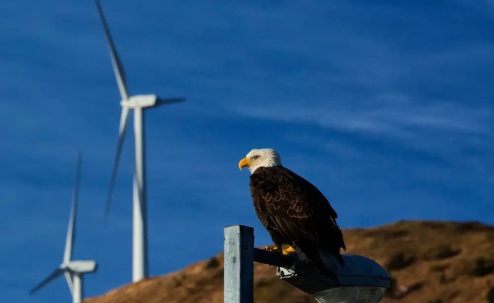 Cánh quạt điện gió chém chết 150 con đại bàng, công ty năng lượng tái tạo bị phạt 8 triệu USD