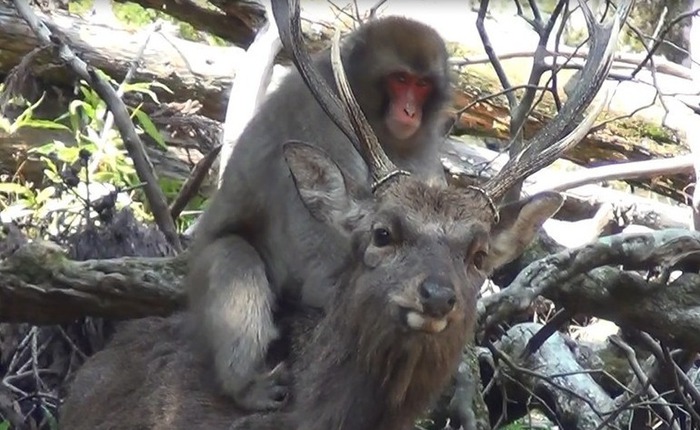 Bất ngờ, giờ đây loài khỉ Nhật Bản đã biết cưỡi hươu!